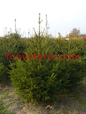 Spruce (picea abies)