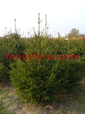 Luc (picea abies)